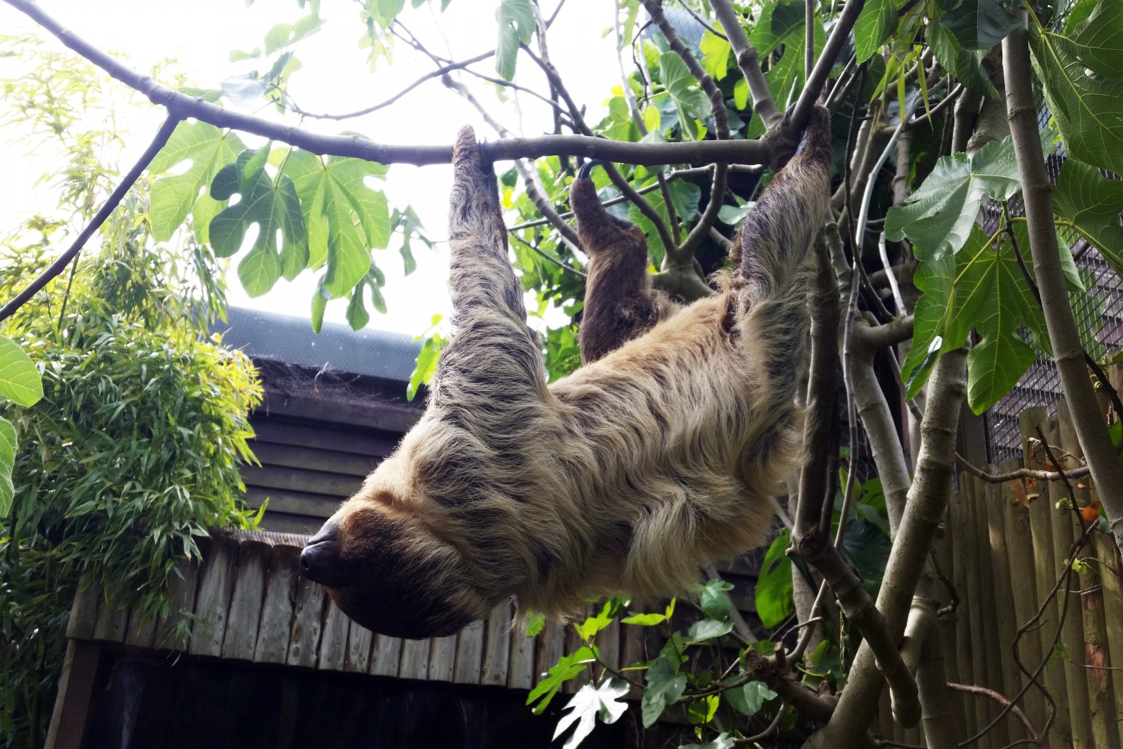 Linne's Two-Toed Sloth