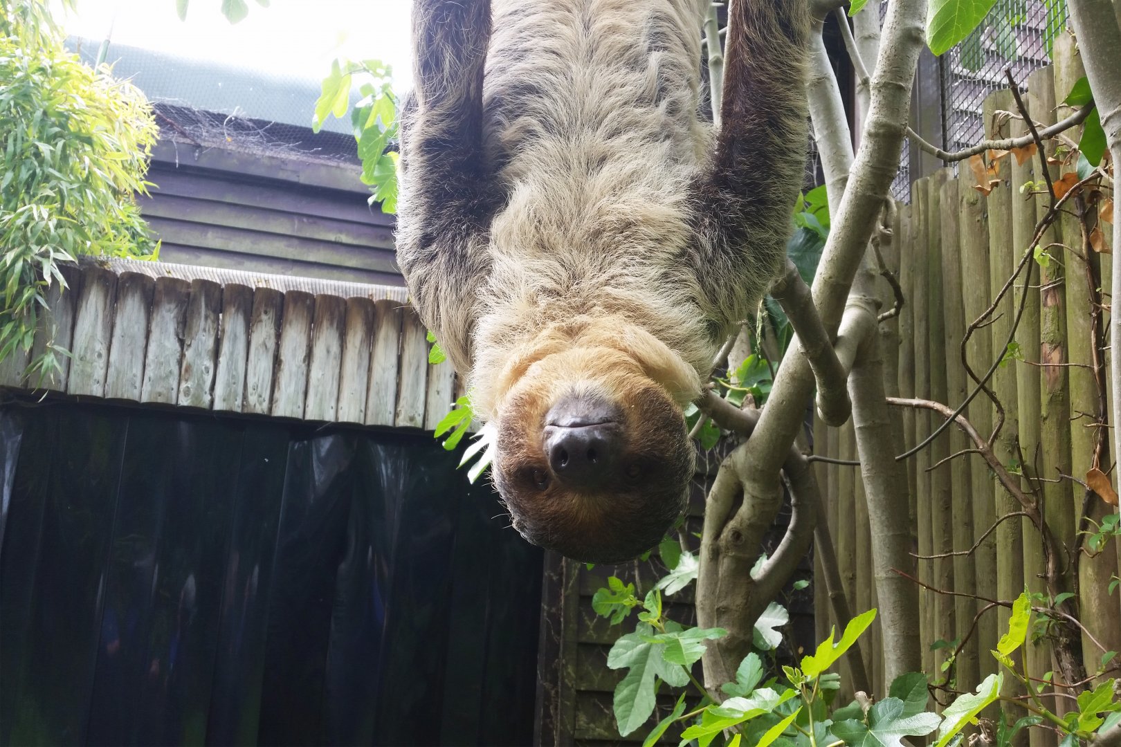 Linne's Two-Toed Sloth