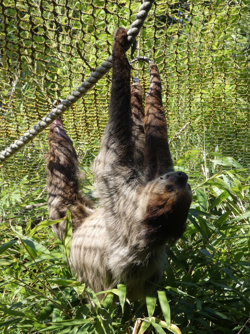 Linne's Two-toed Sloth