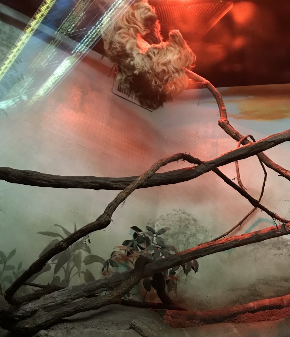 Linne’s Two-Toed Sloth