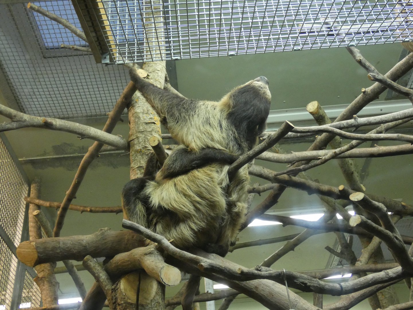 Linne's two-toed sloth