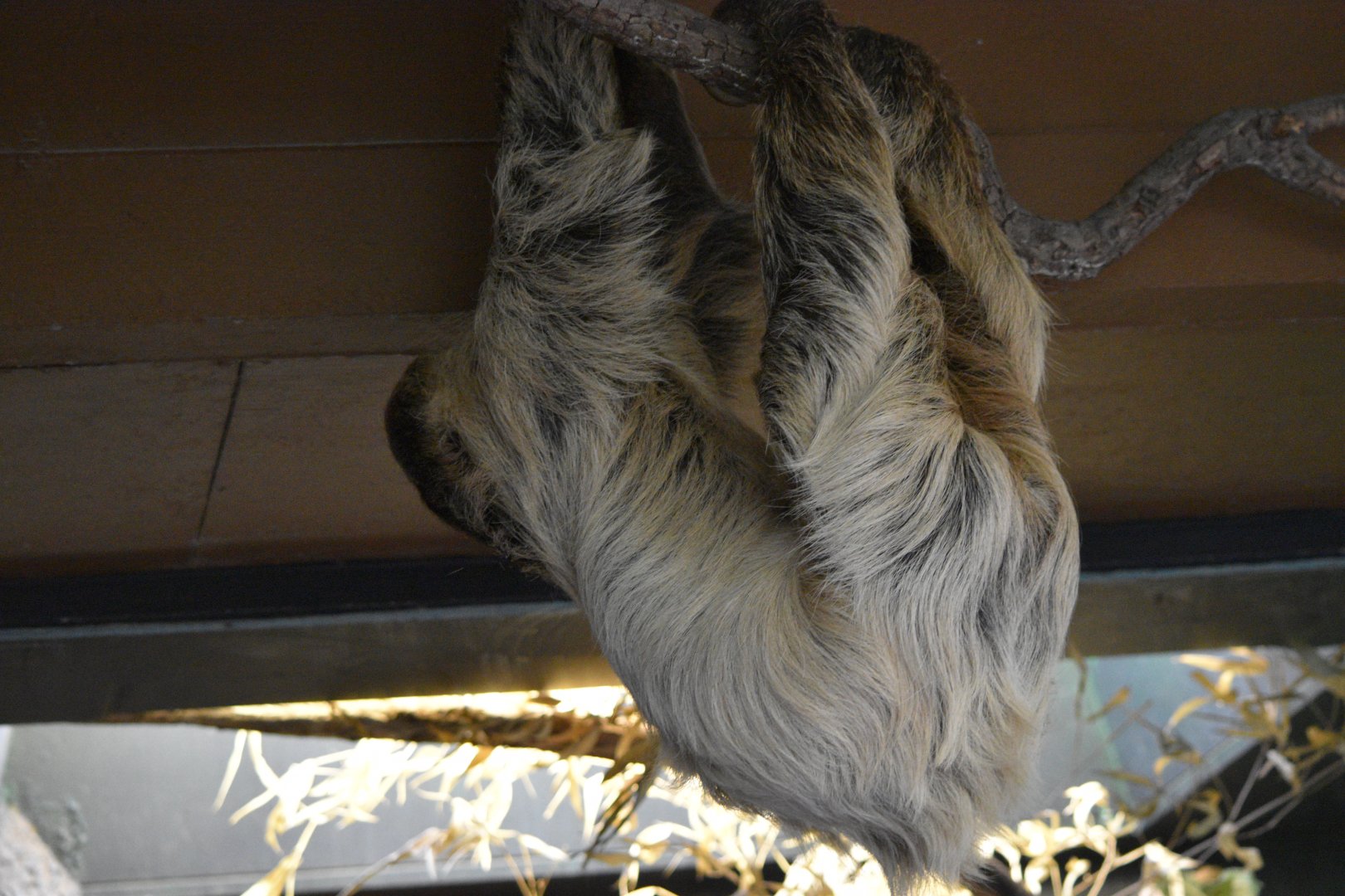 Linne's two-toed sloth