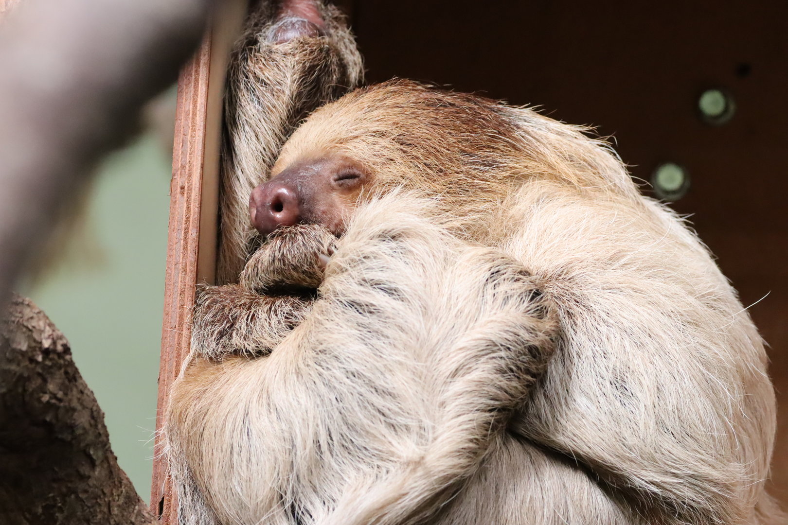 Linne's Two-Toed Sloth