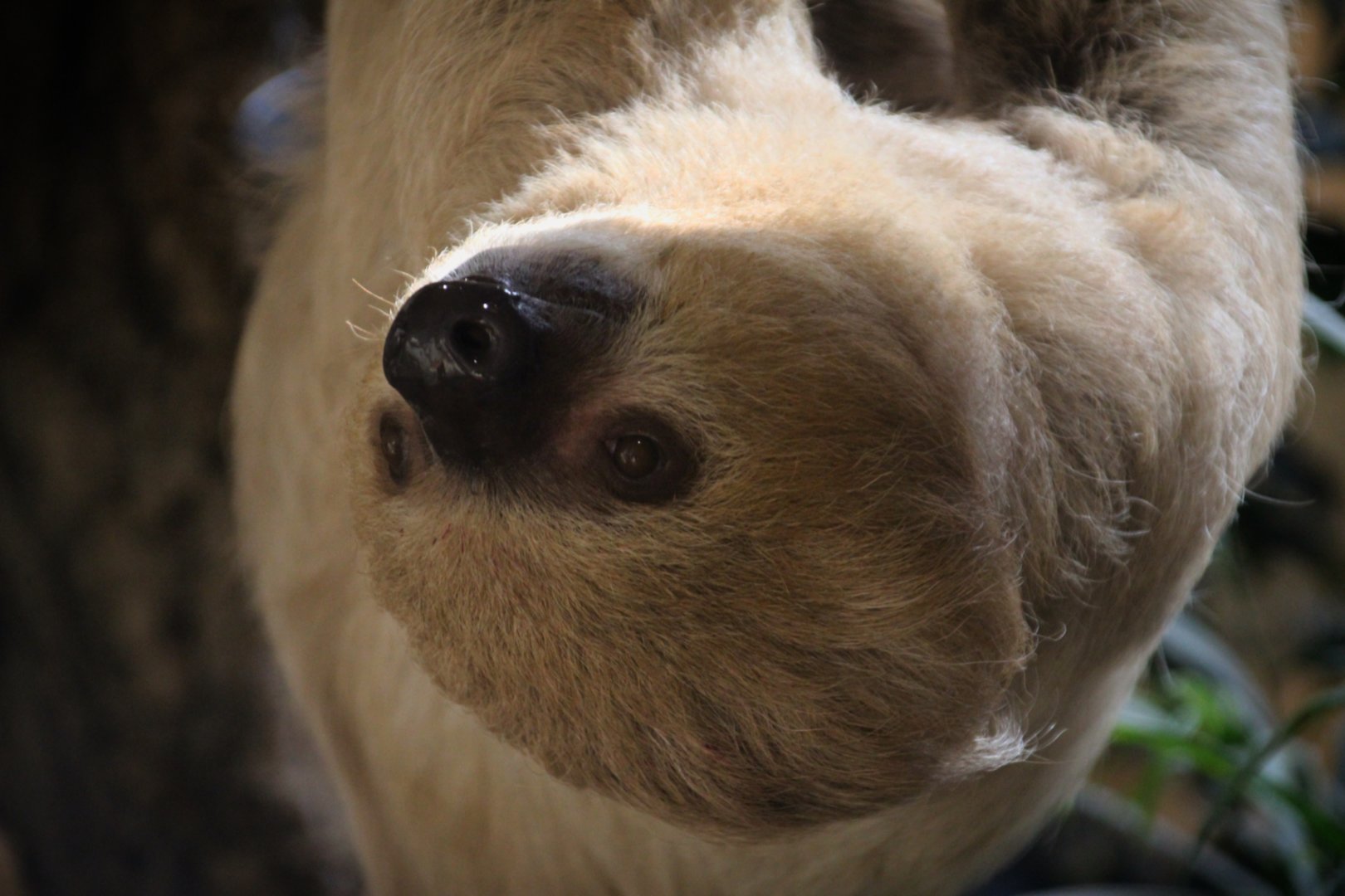 Linne's Two-toed Sloth