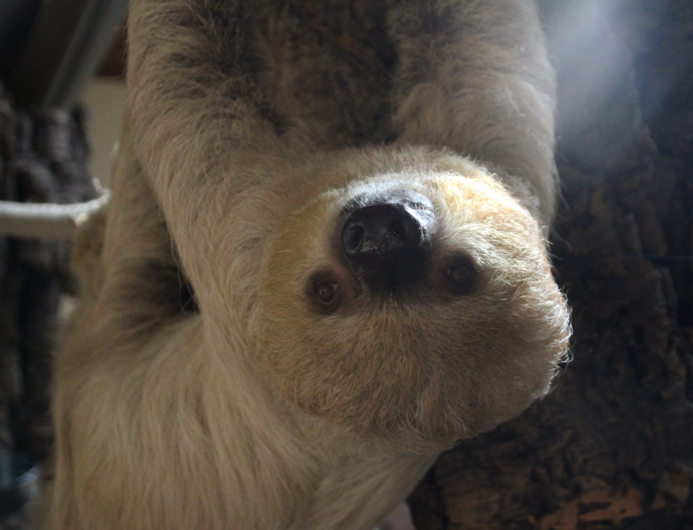 Linne's Two-toed Sloth