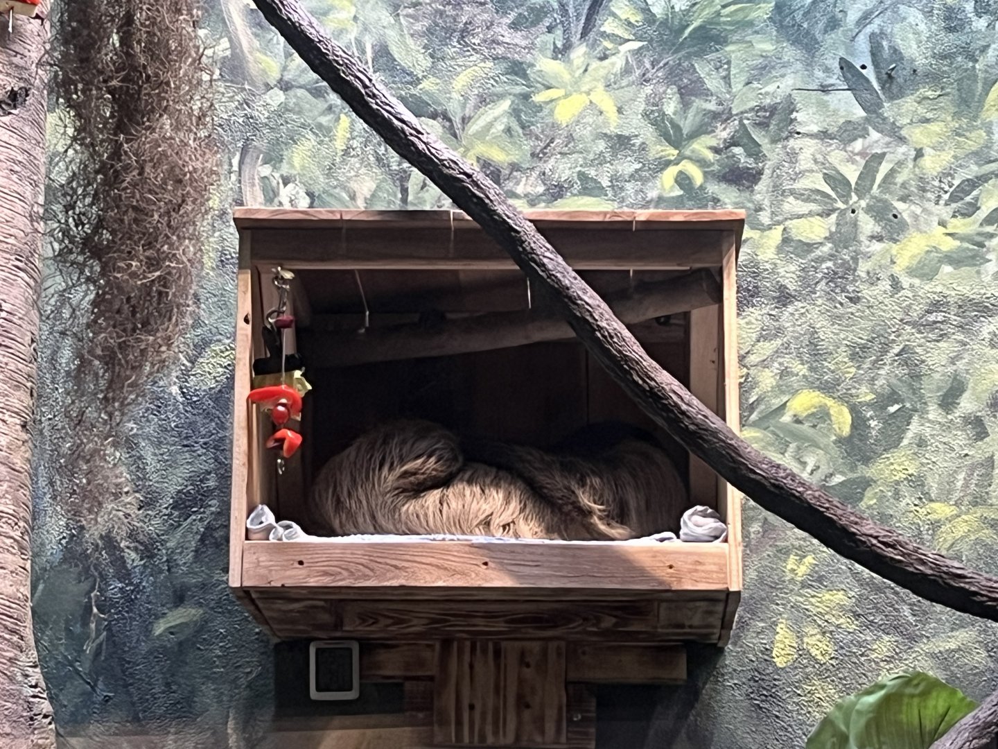 Linne’s Two-toed Sloth