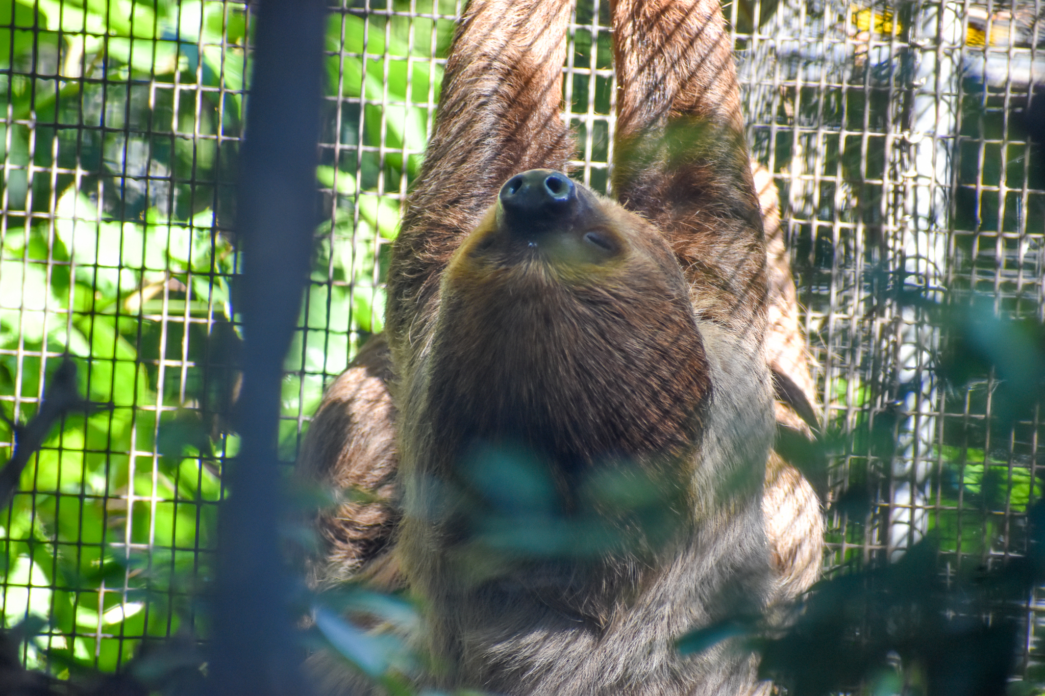 Linne's Two-toed Sloth