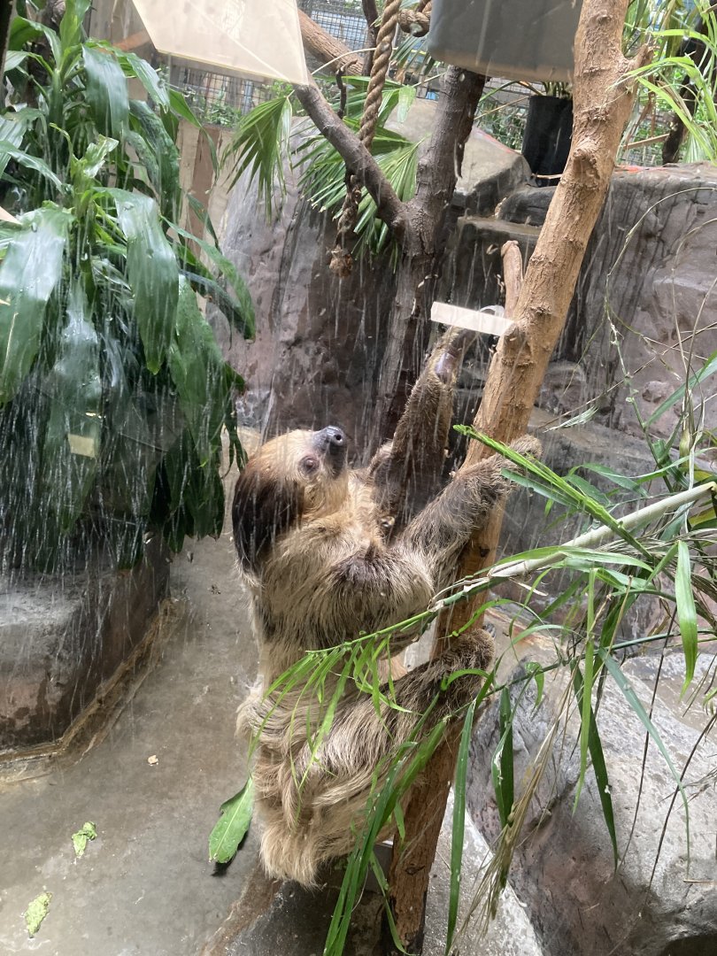 Linne’s Two-Toed Sloth
