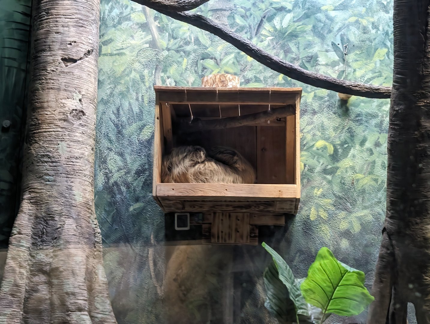 Linne's Two-toed Sloth