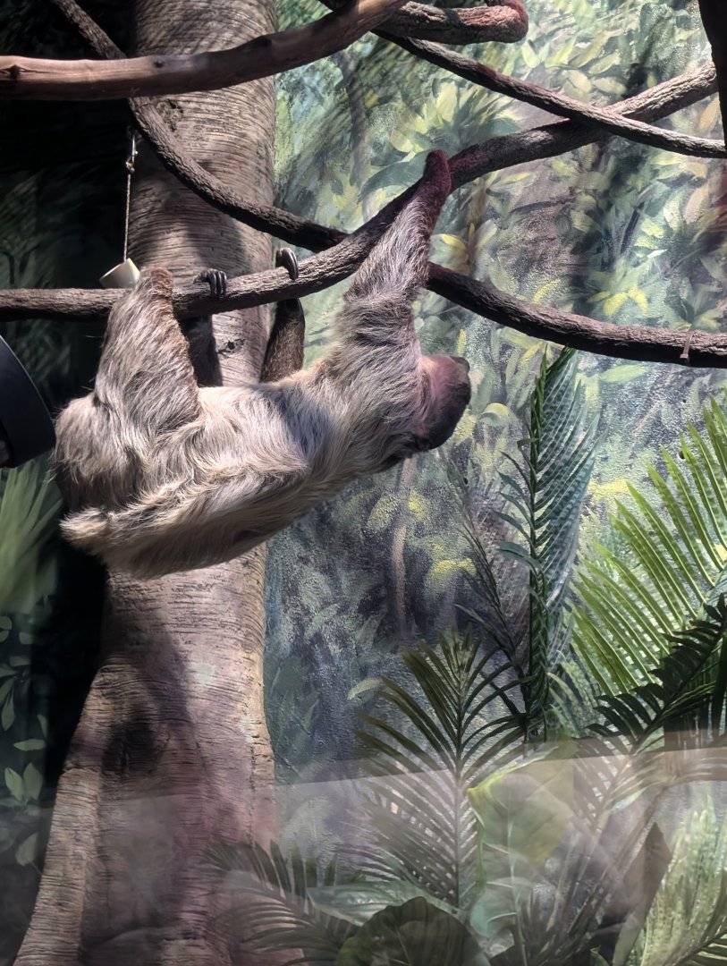 Linne's Two Toed Sloth