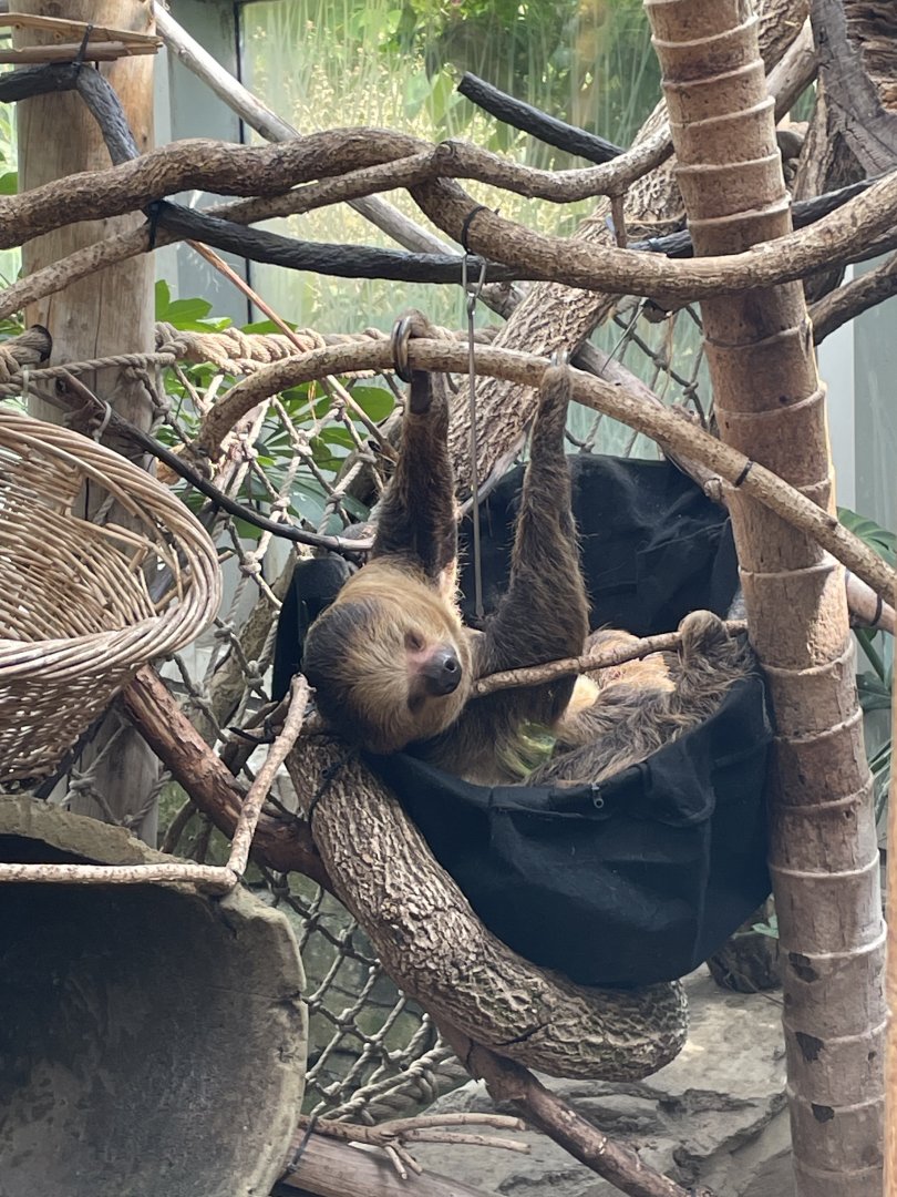 Linne’s Two-Toed Sloth