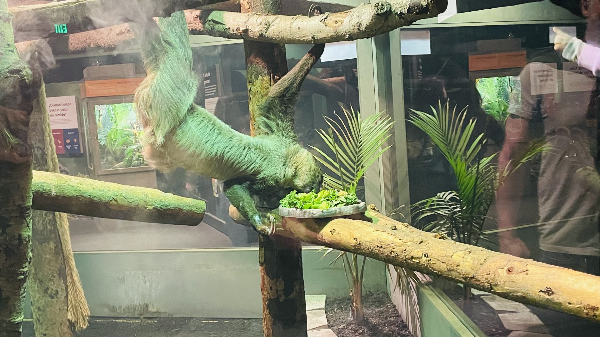 Linne’s Two-Toed Sloth