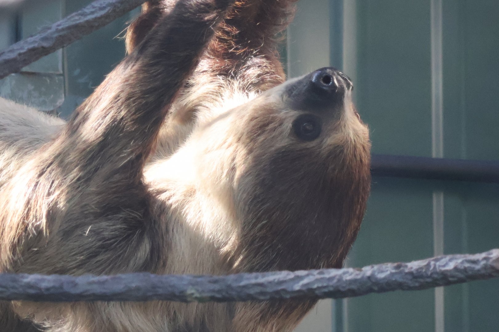 Linnes Two Toed Sloth
