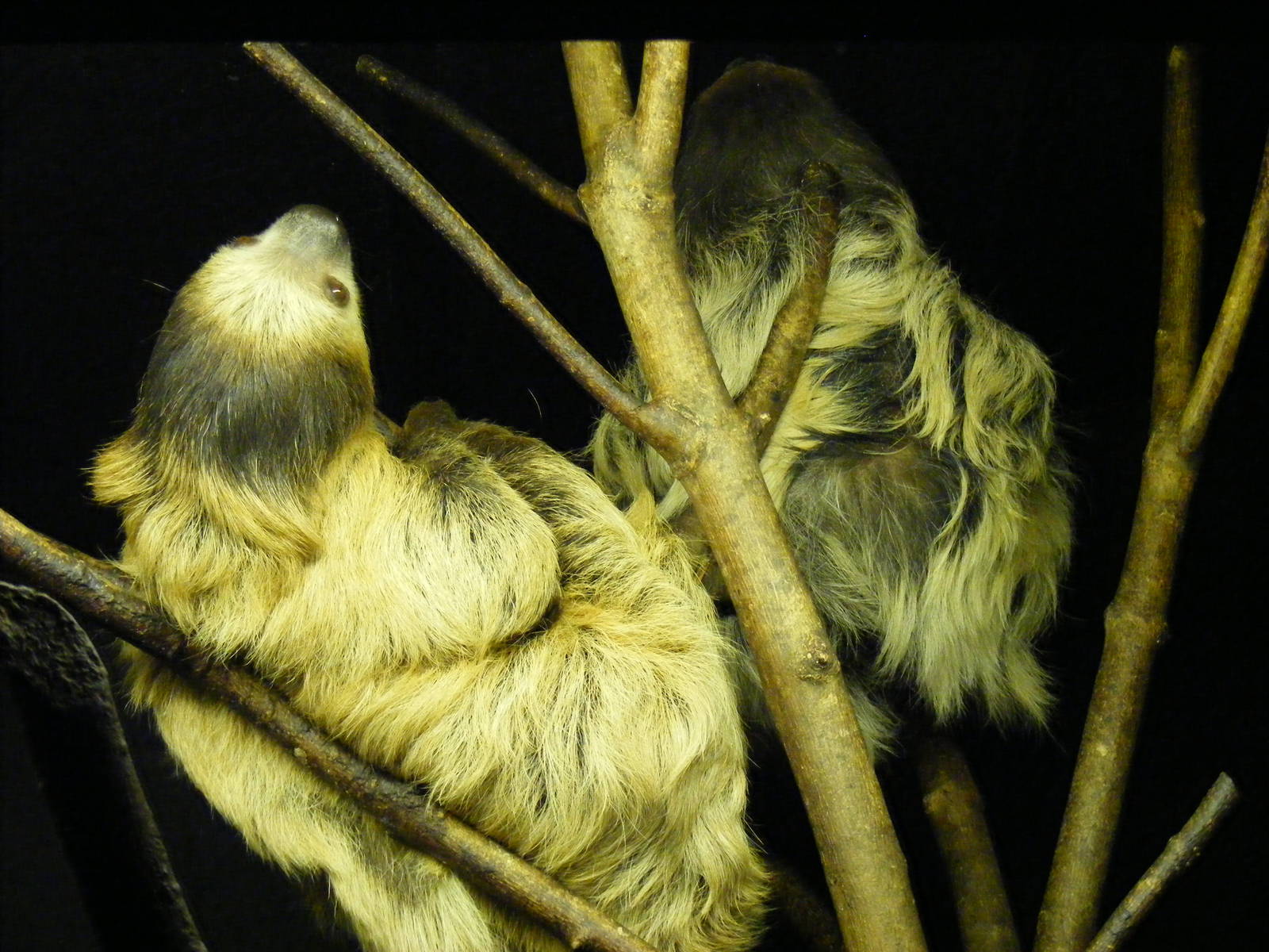 Linne's two-toed sloths at Bristol Zoo, 6 March 2011