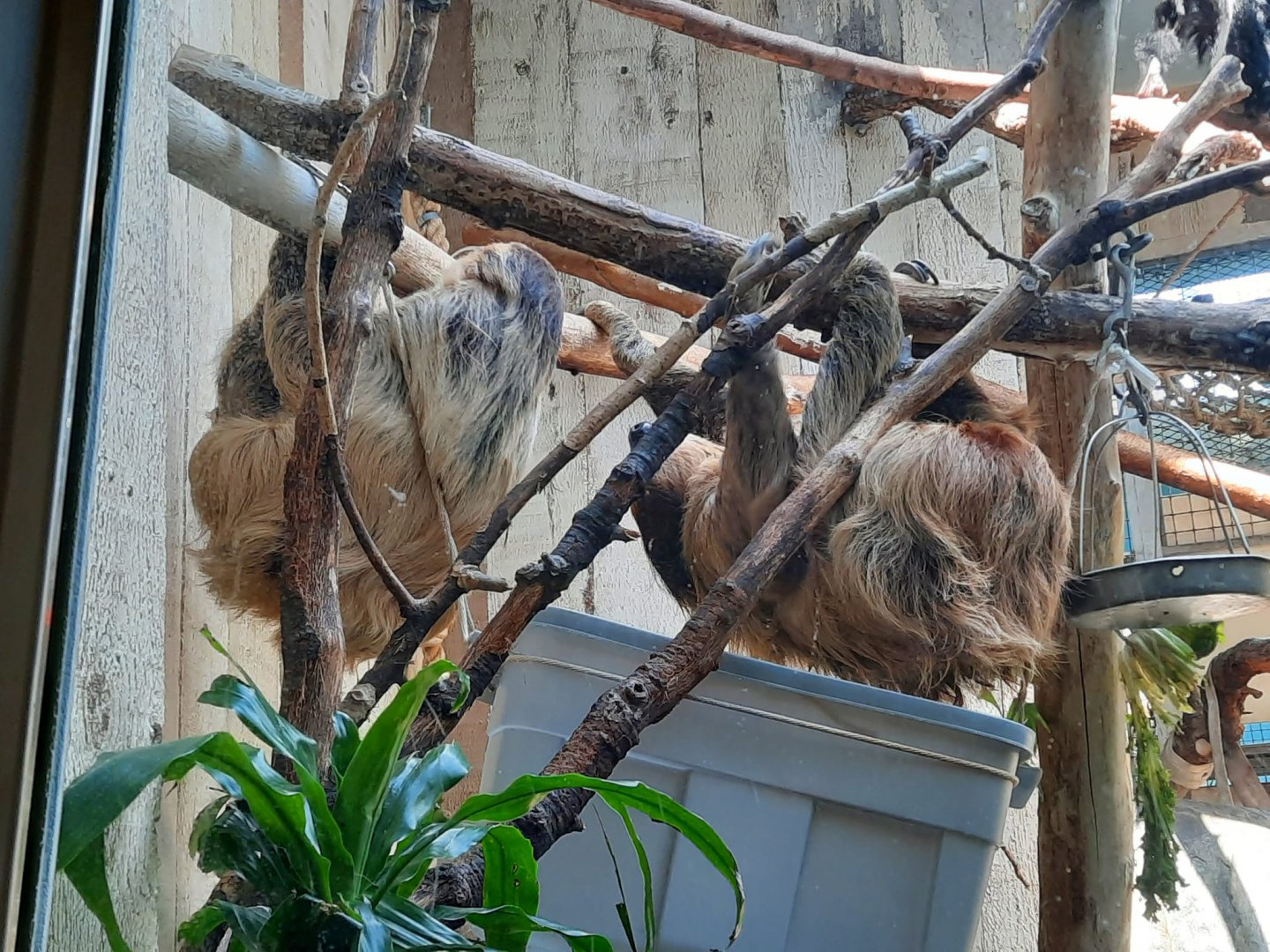 Linnes Two Toed Sloths