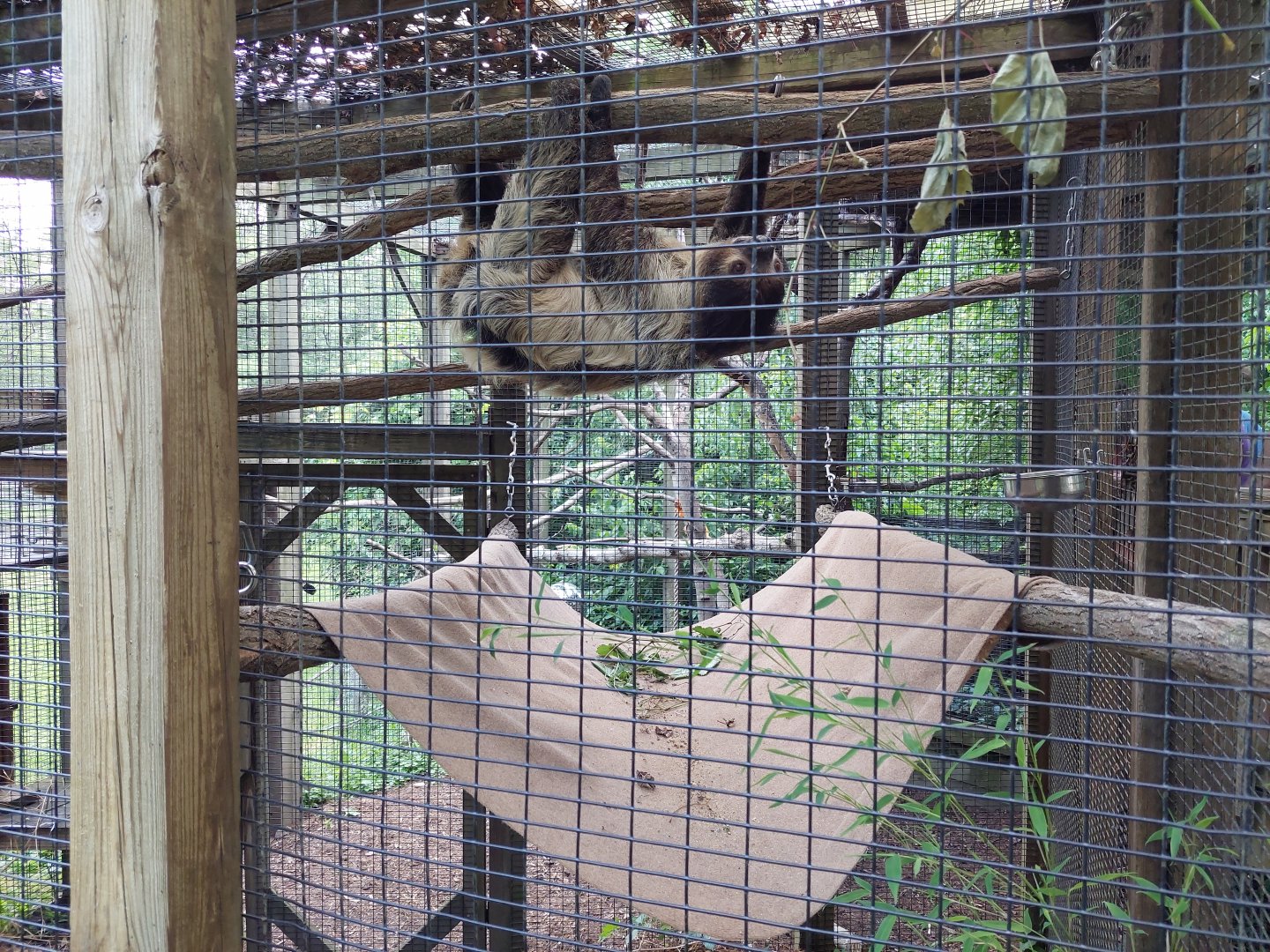 Linne's Two-Towed Sloth