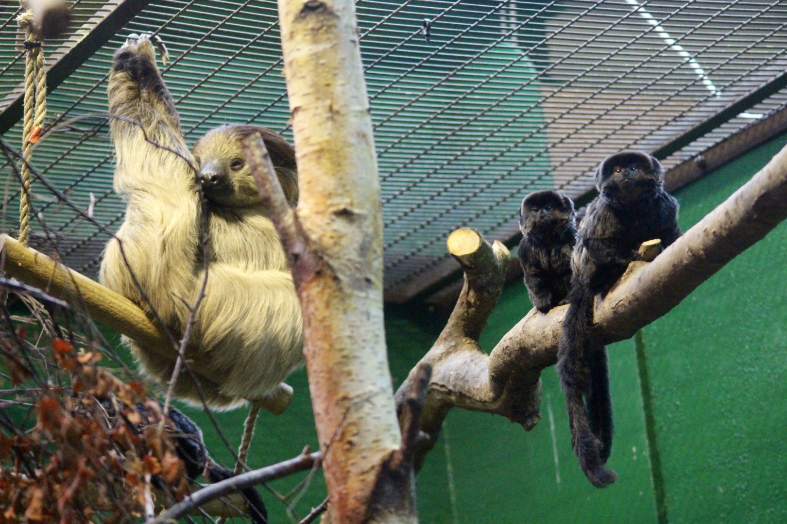 Linne's twp-toed sloth (Choloepus didactylus) with Goeldi's monkeys (Callimico goeldii) at Dublin Zoo - 27/12/2021
