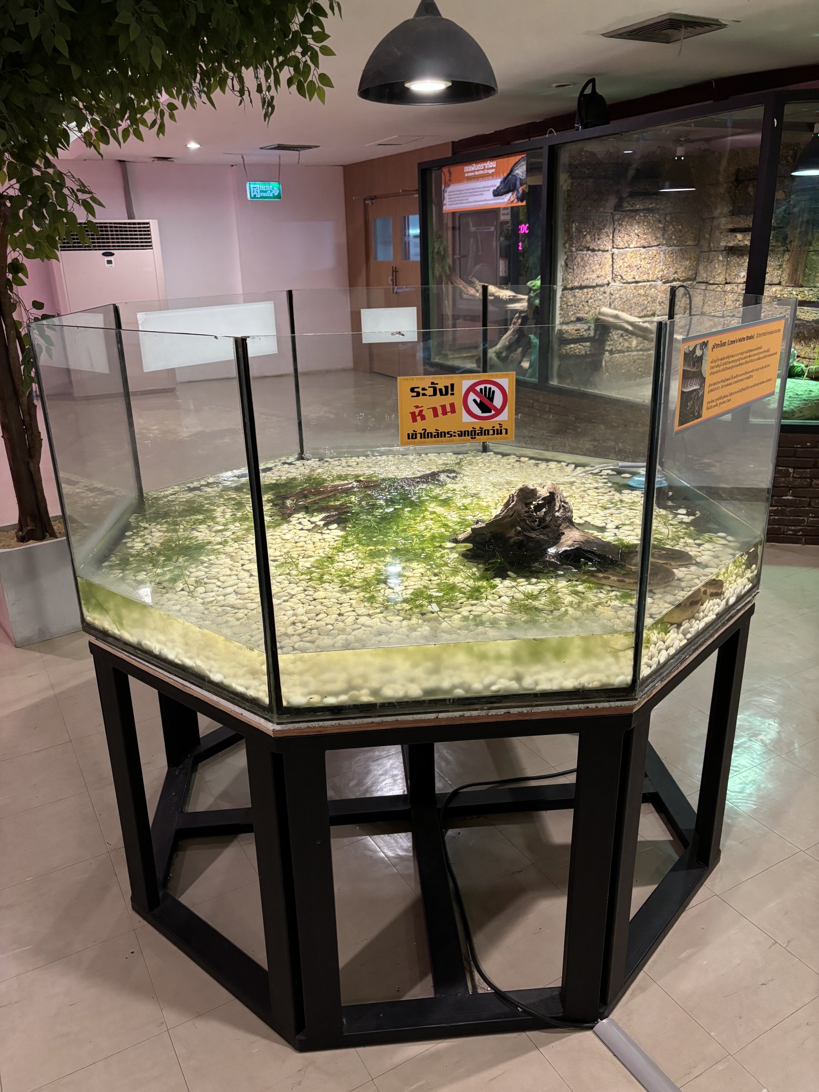 Linne’s Water Snake + Elephant Trunk Snake Exhibit