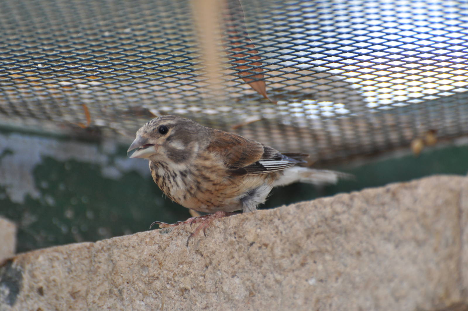 Linnet/ Carduelis cannabina
