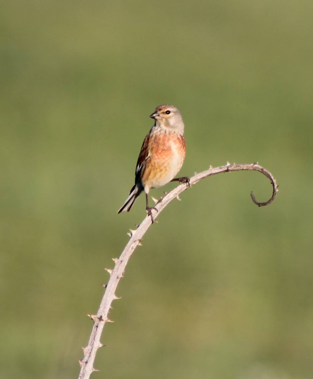linnet