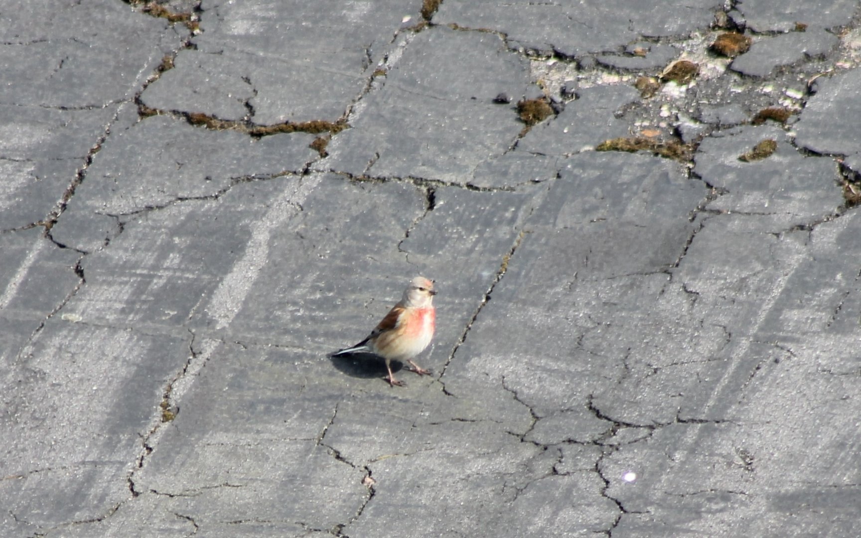 Linnet