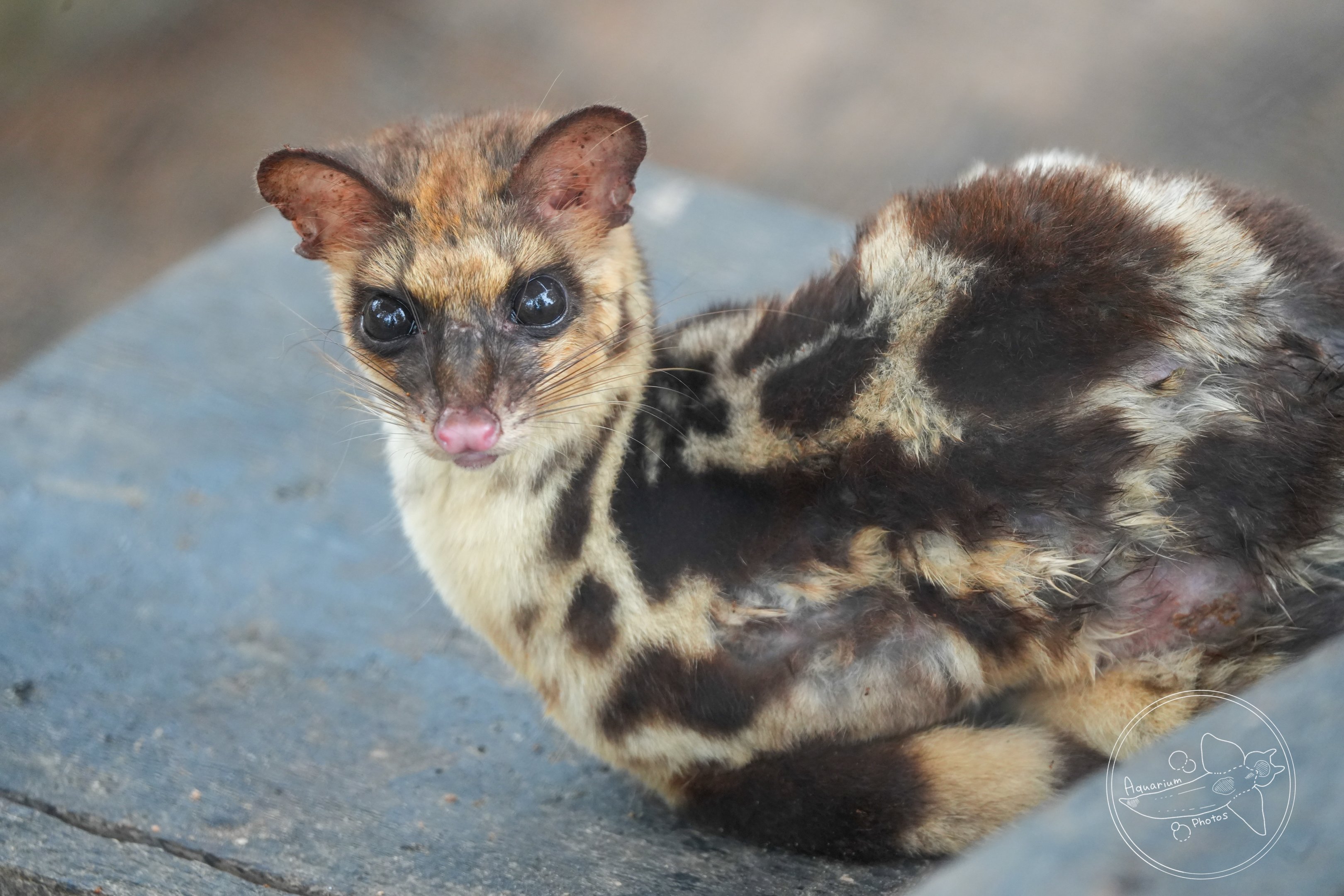 Linsang (Prionodon sp.)