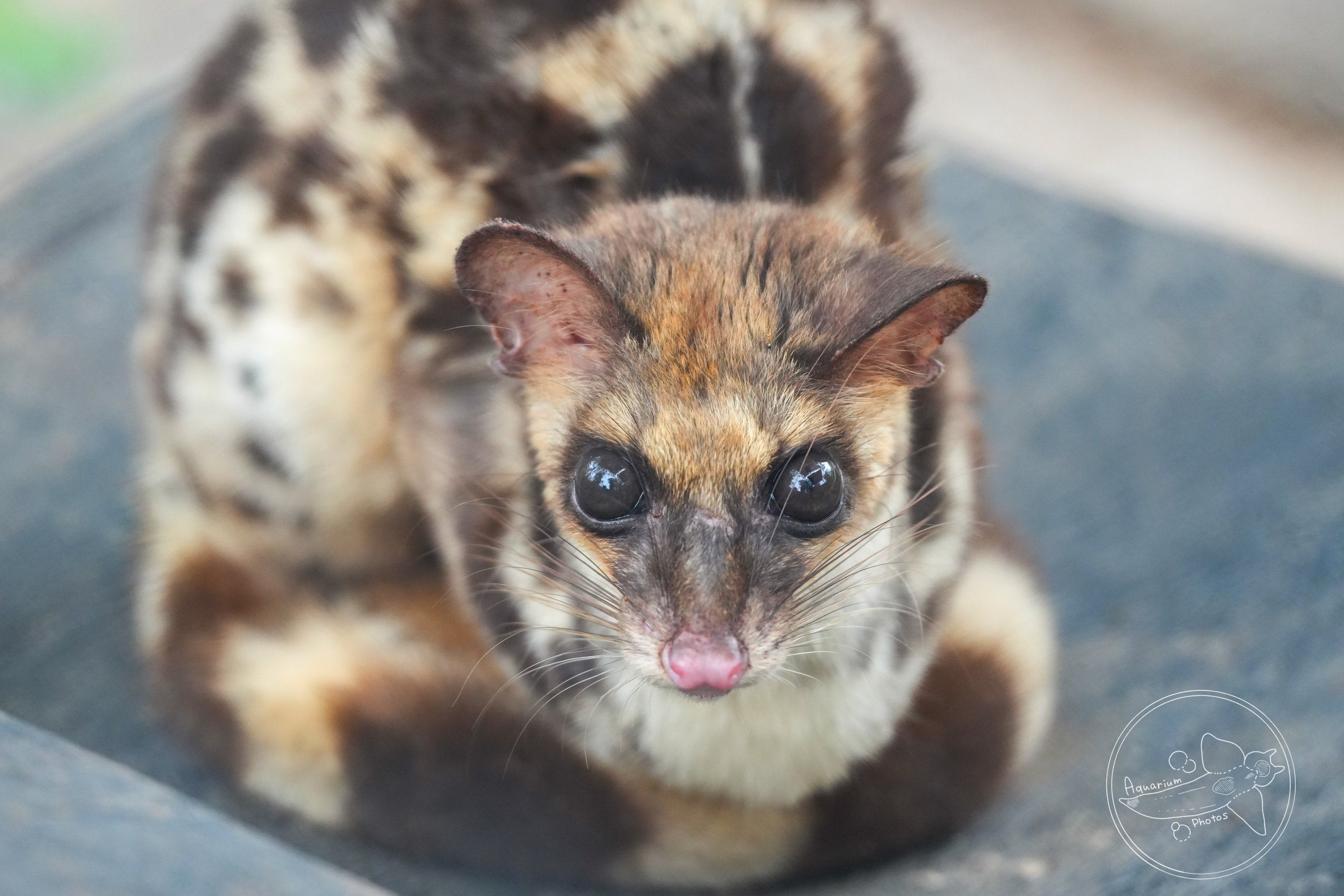 Linsang (Prionodon sp.)