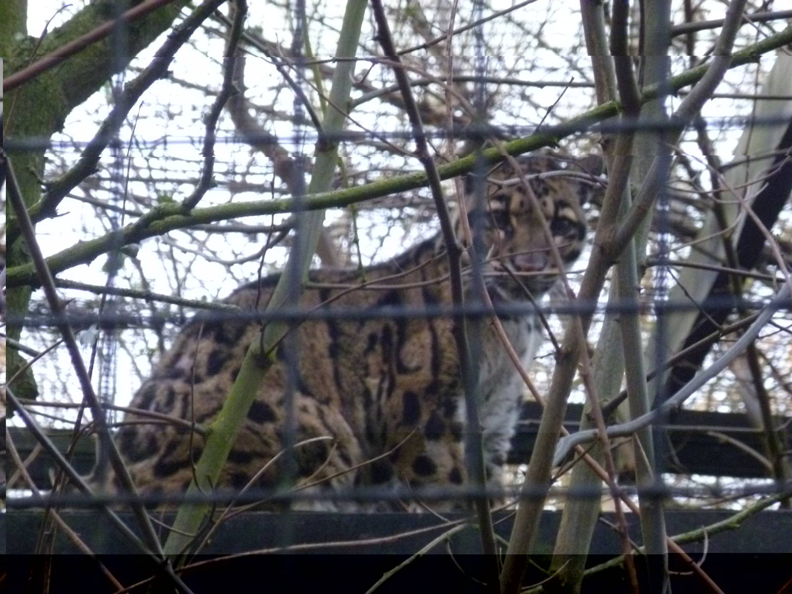 Linton Zoo Clouded Leopard