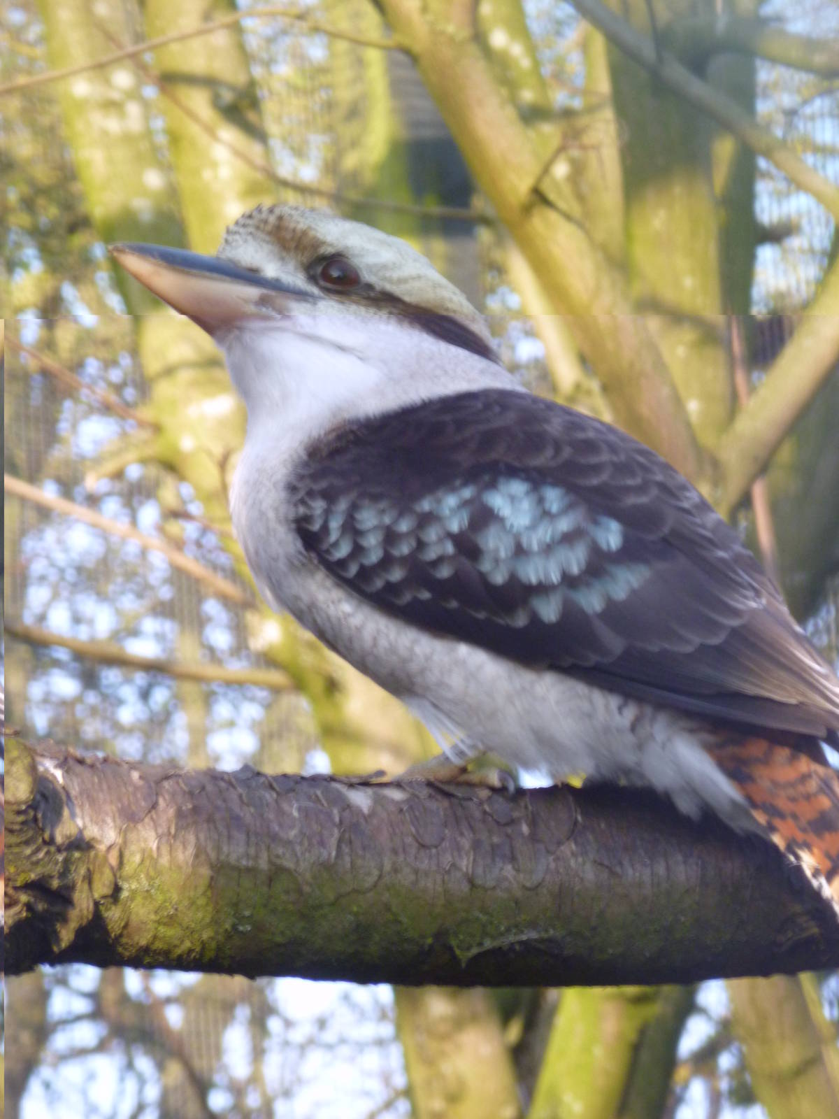 Linton Zoo laughing kookaburra