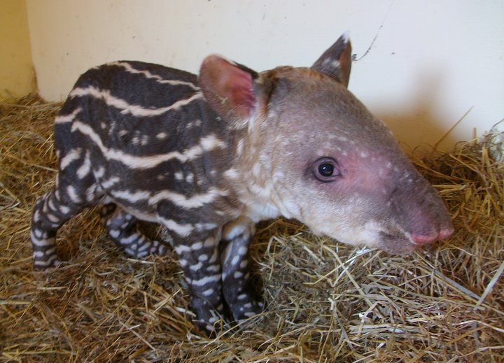 linton zoo tapir