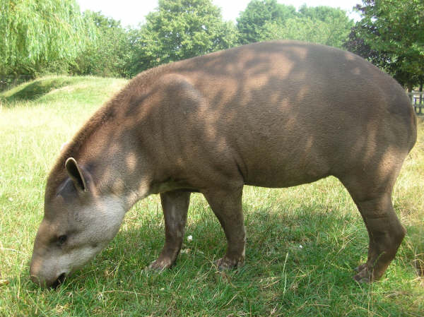 linton zoo tapir