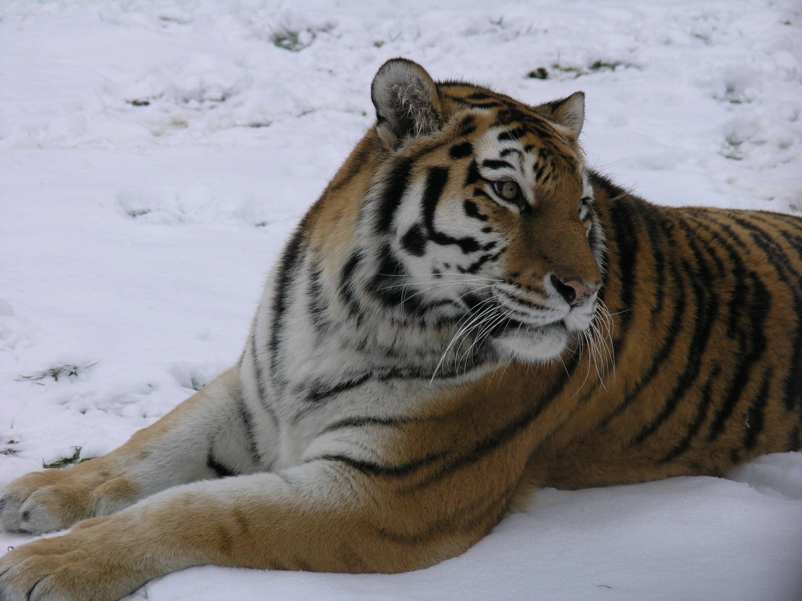 linton zoo tiger