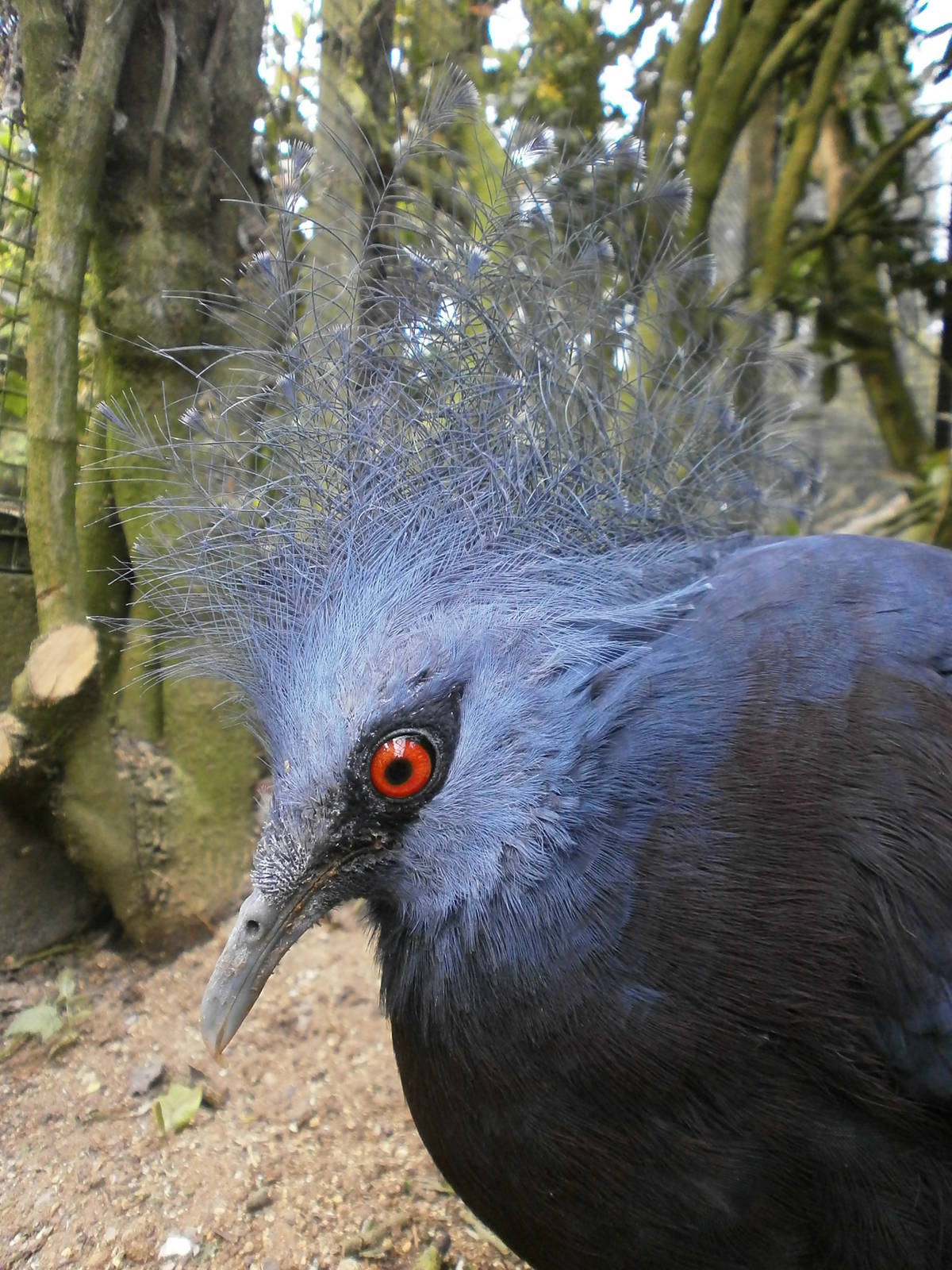 linton zoo victoria crowned pigeon