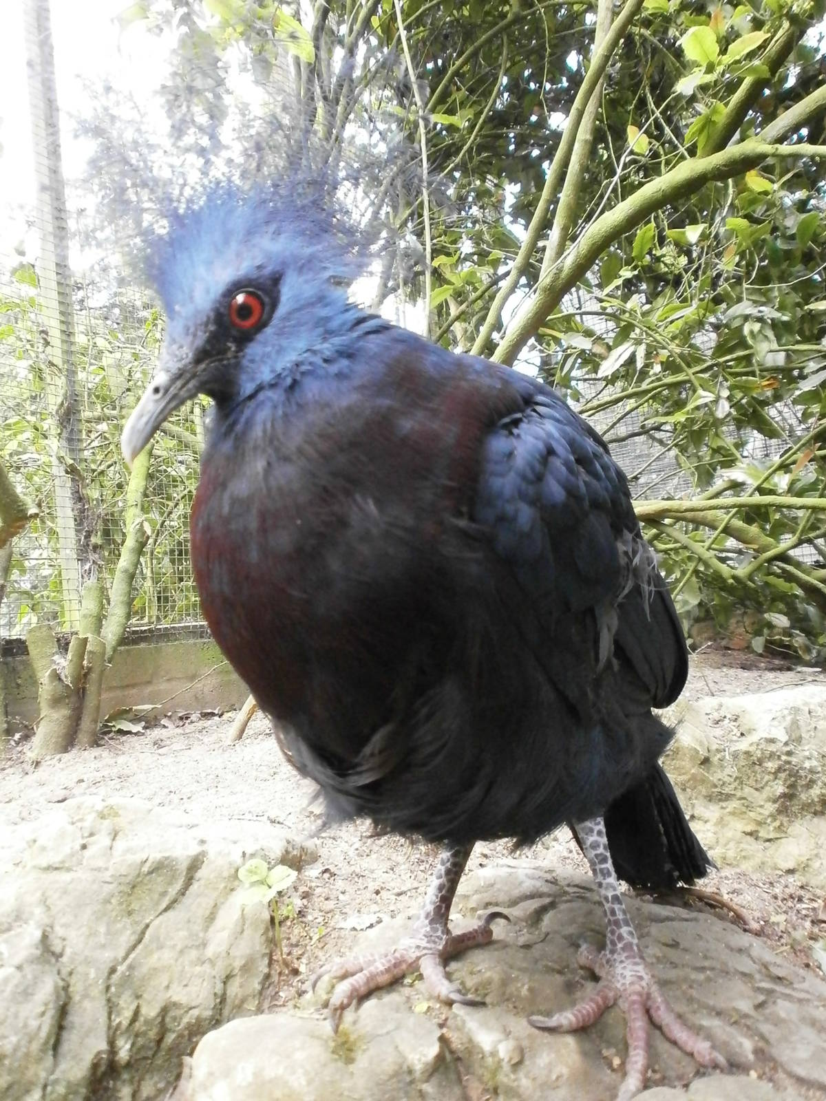 linton zoo victoria crowned pigeon