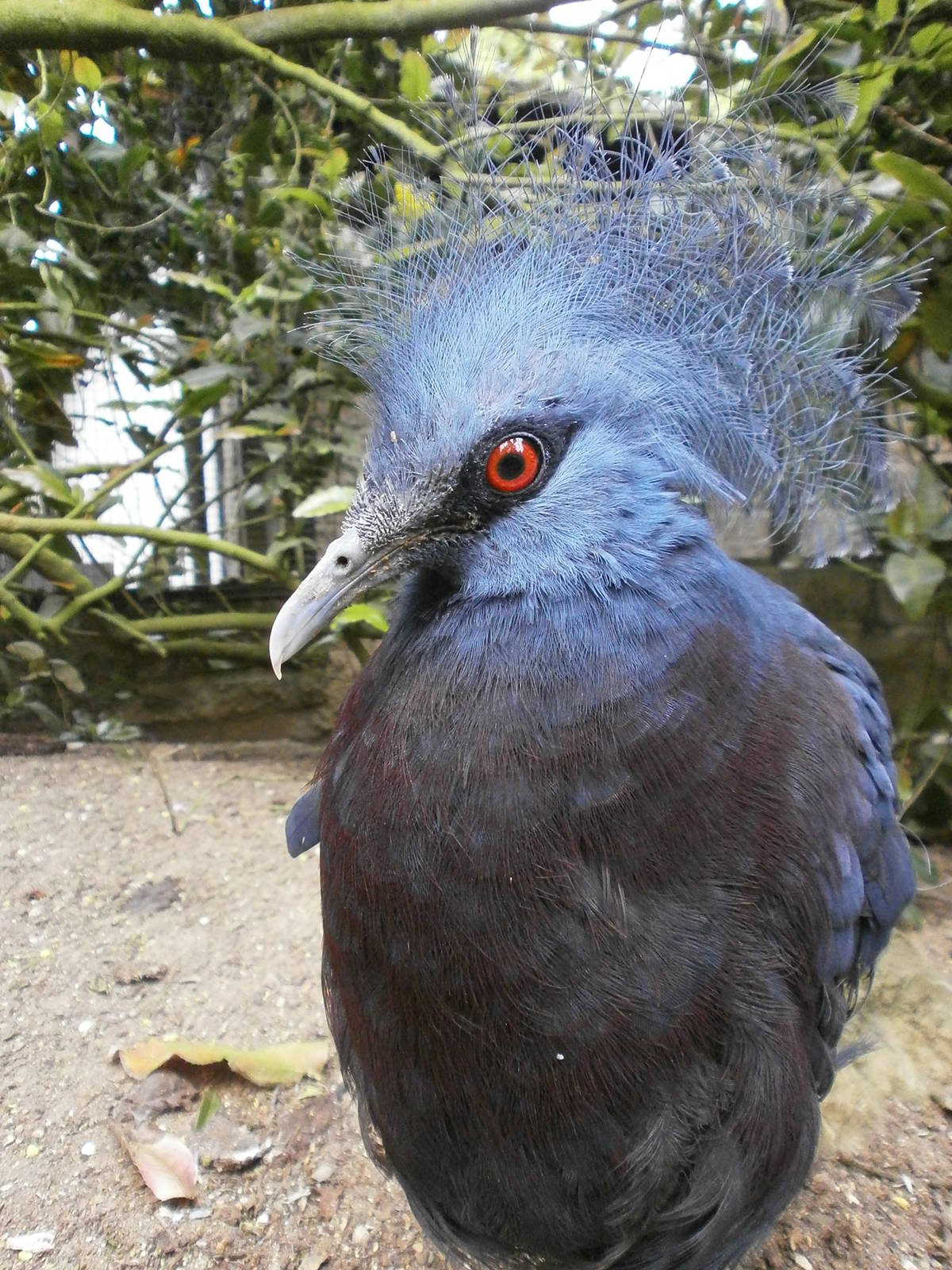 linton zoo victoria crowned pigeon