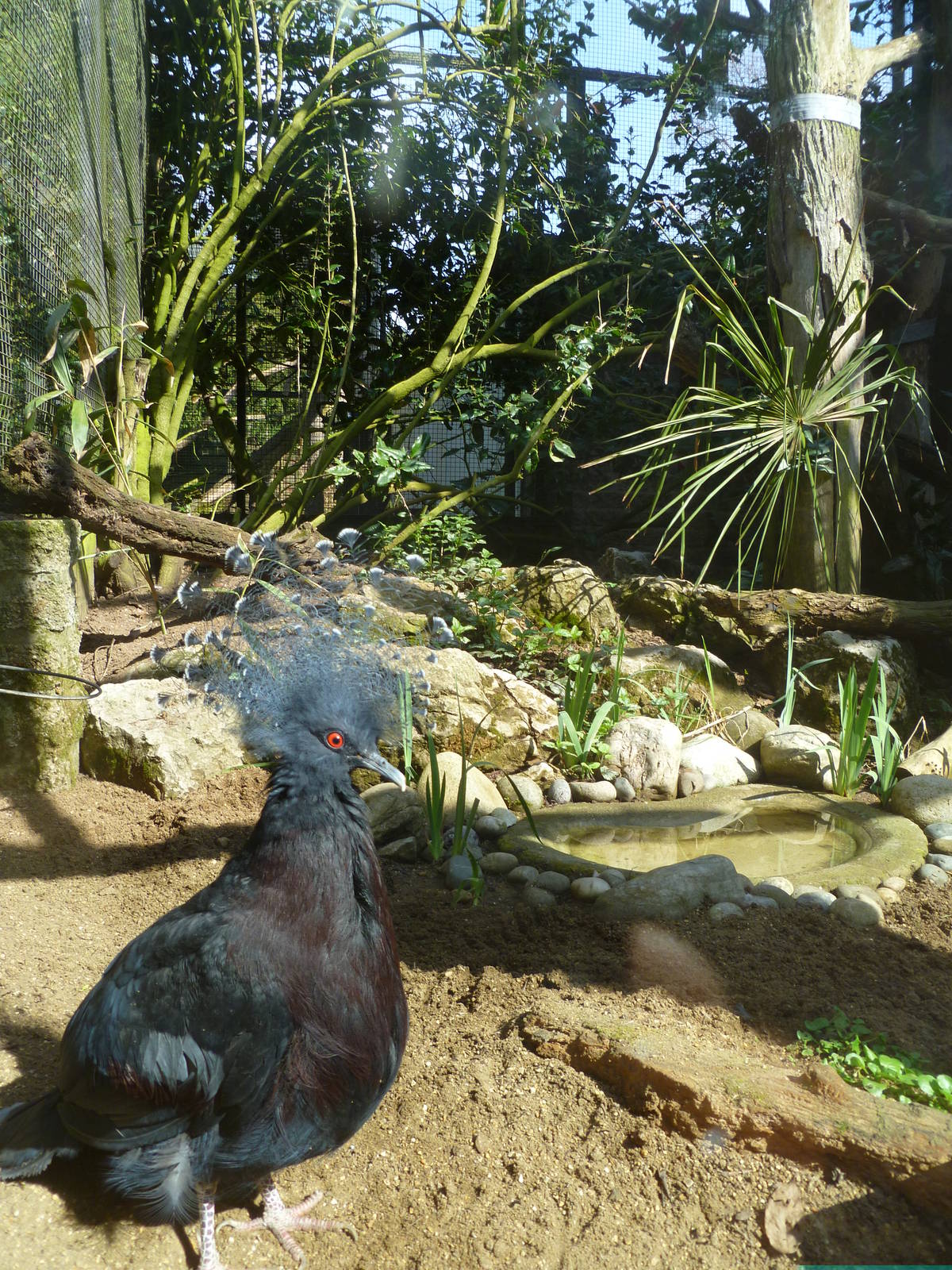 Linton Zoo Victoria Crowned Pigeon