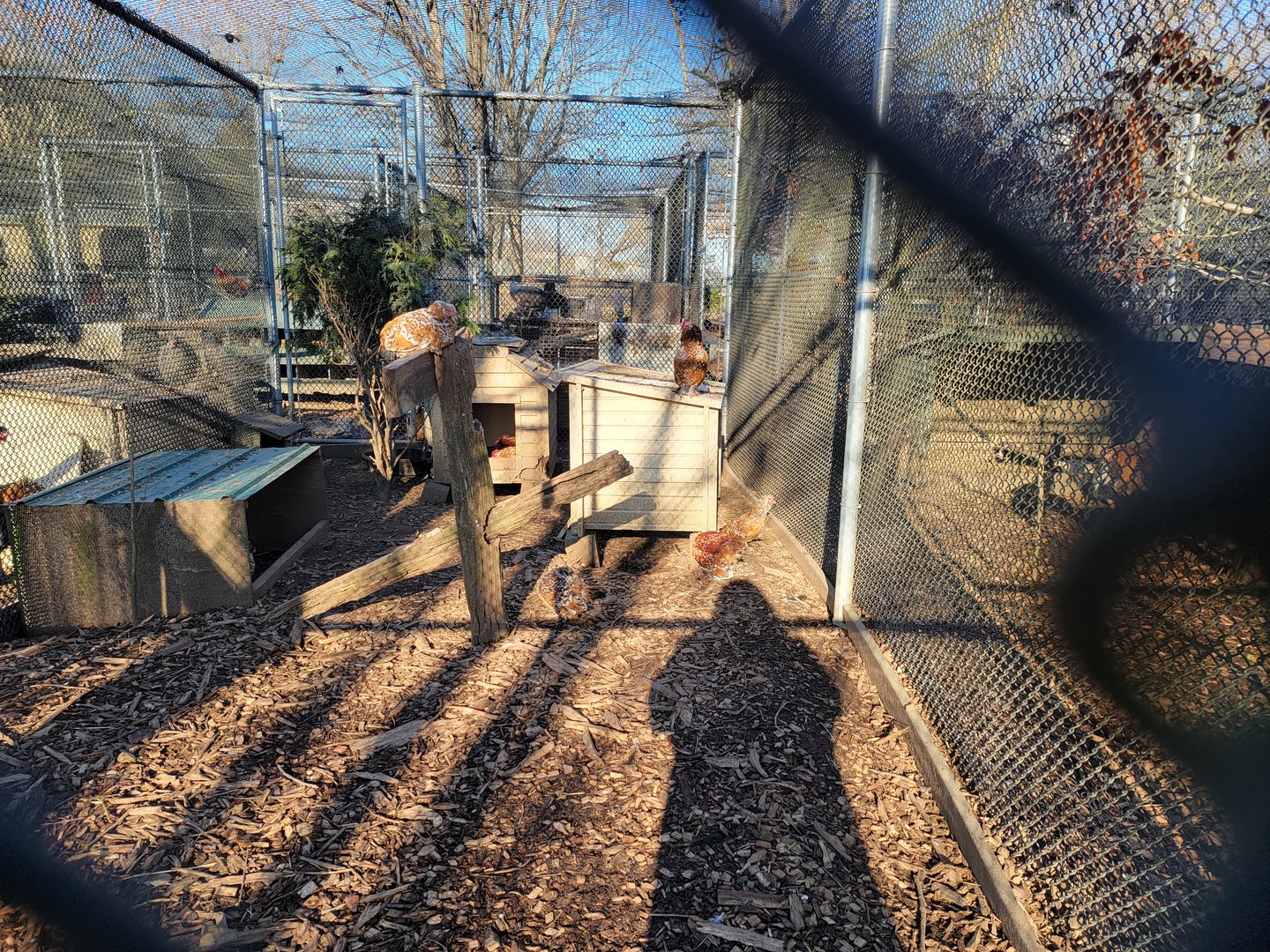 Linvilla Orchards PA - Example of a chicken run; there's 20 of these runs