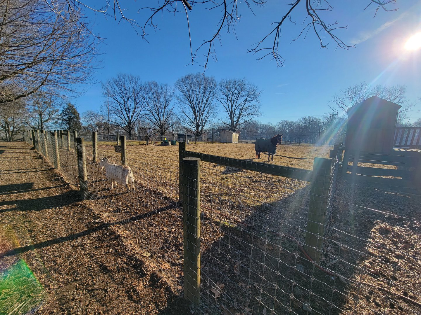 Linvilla Orchards PA - Horse, goats