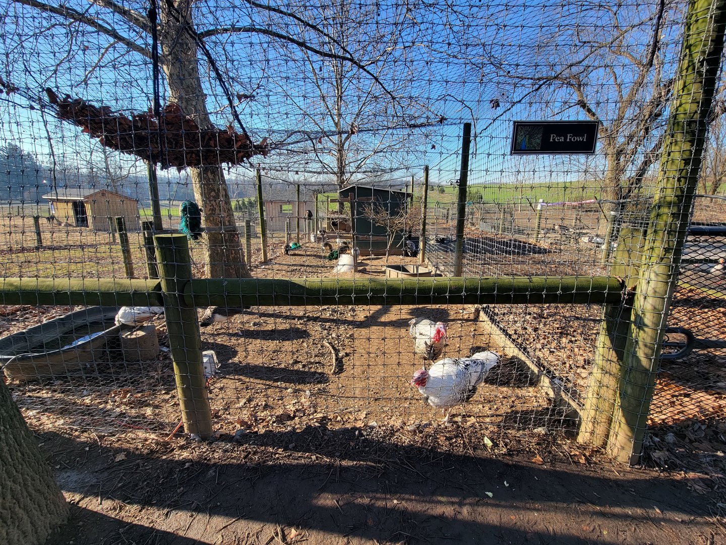 Linvilla Orchards PA - Indian peafowl, turkeys