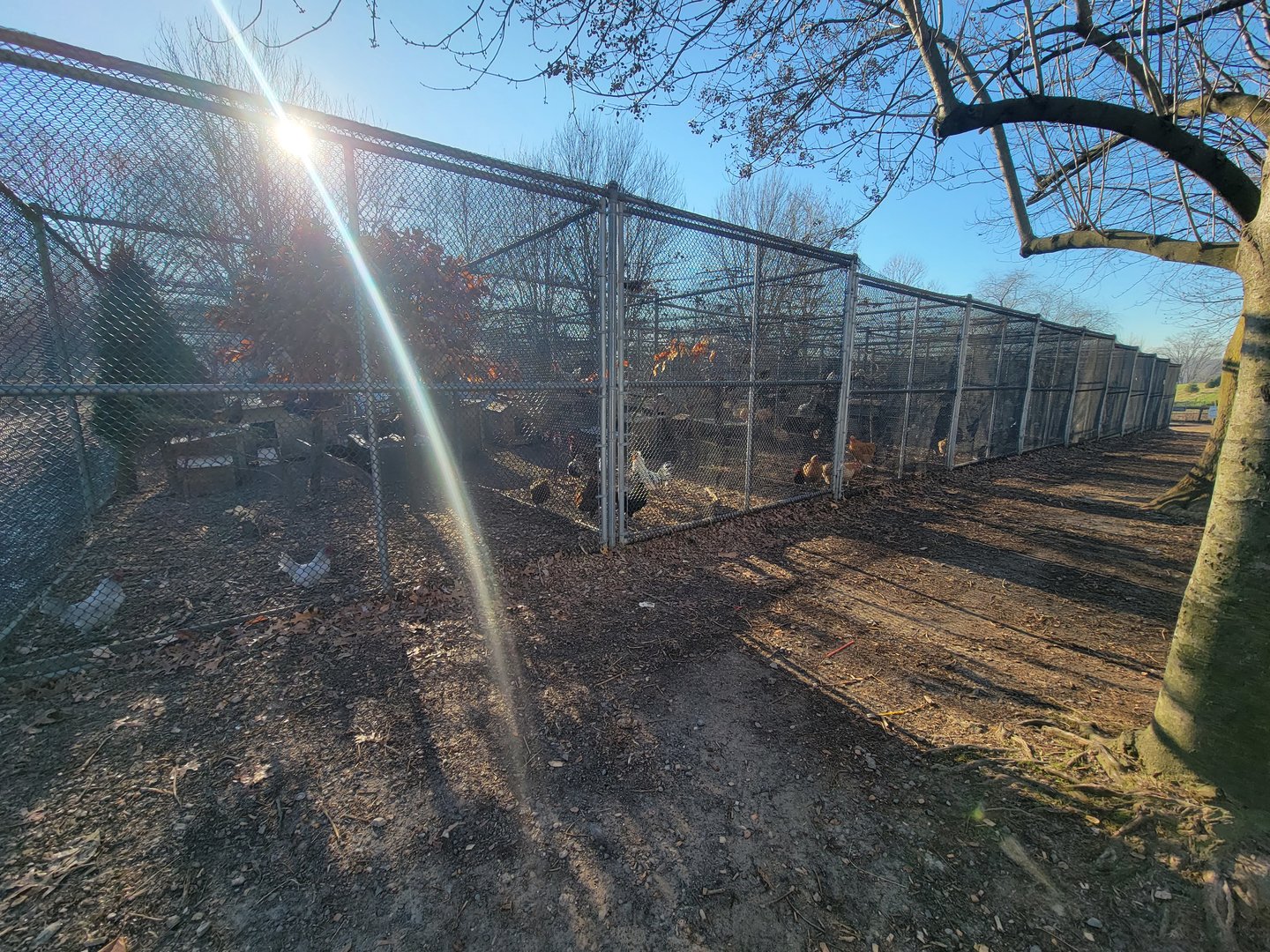 Linvilla Orchards PA - Lots of chickens of many breeds