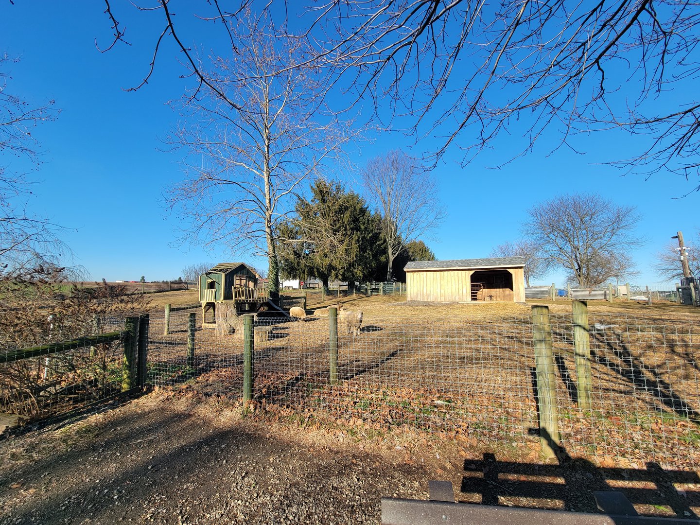 Linvilla Orchards PA - Sheep