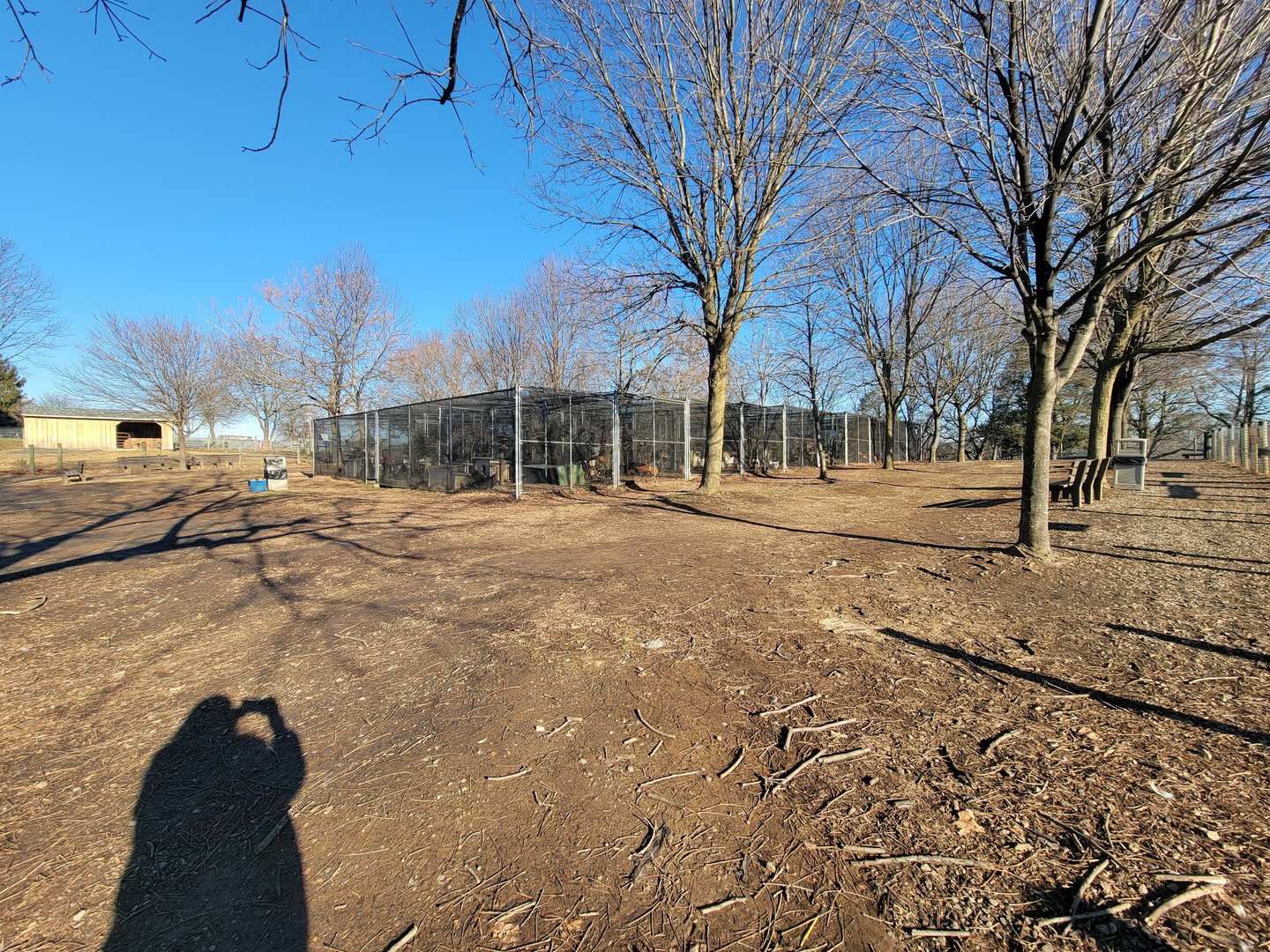 Linvilla Orchards PA - So many chickens