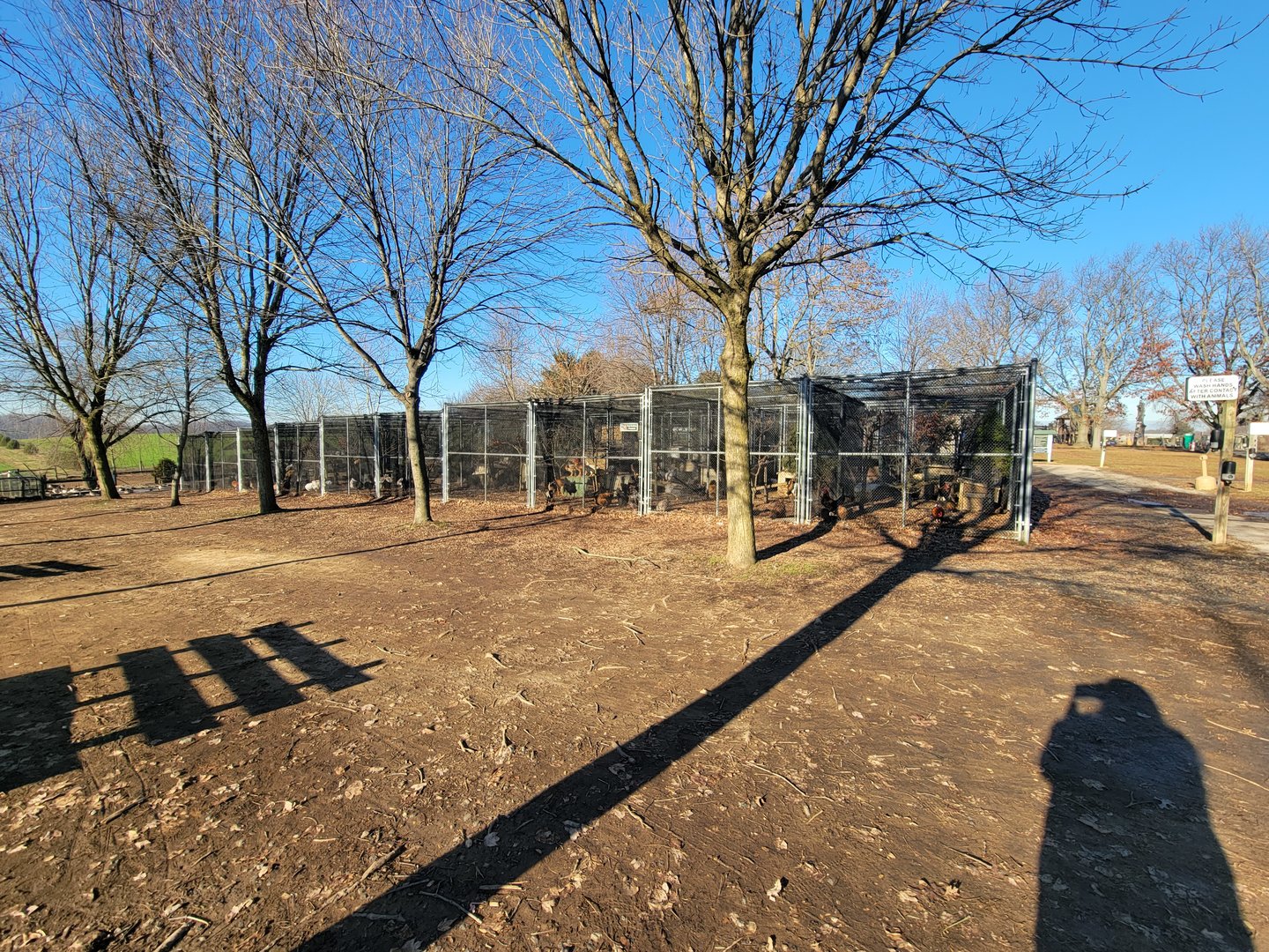 Linvilla Orchards PA - So, so many chickens