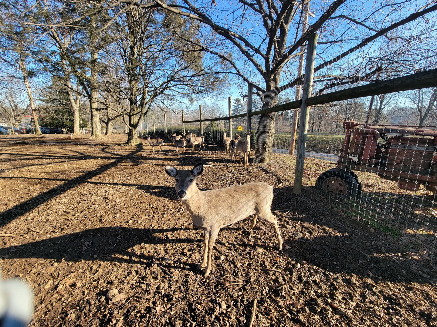 Linvilla Orchards PA - Whitetail deer pen