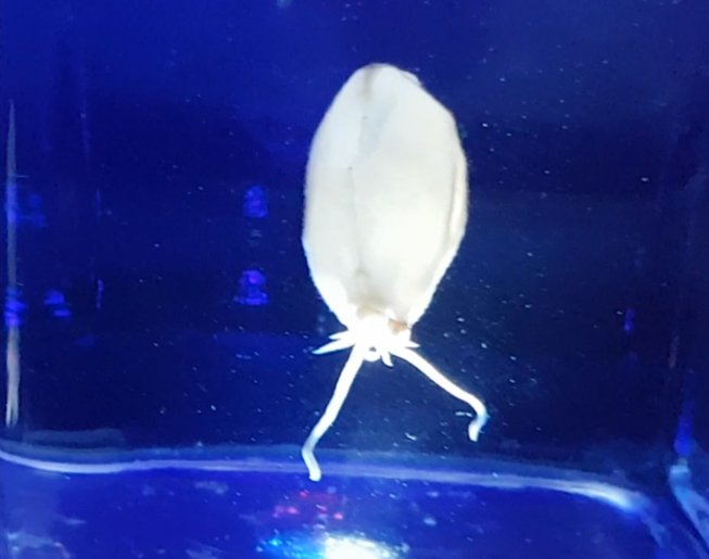 Liocranchia reinhardti