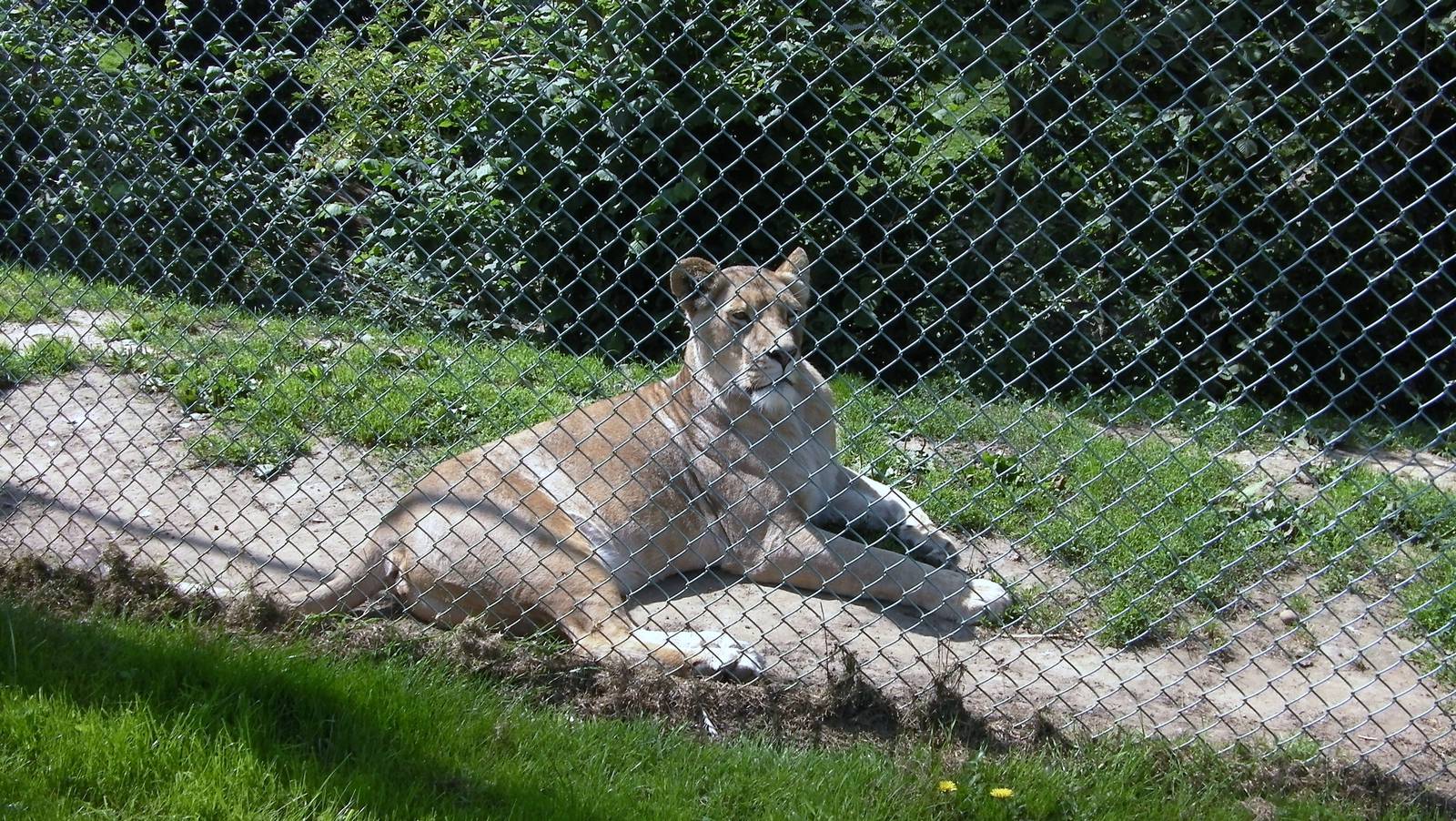 Lion - 01.08.2011