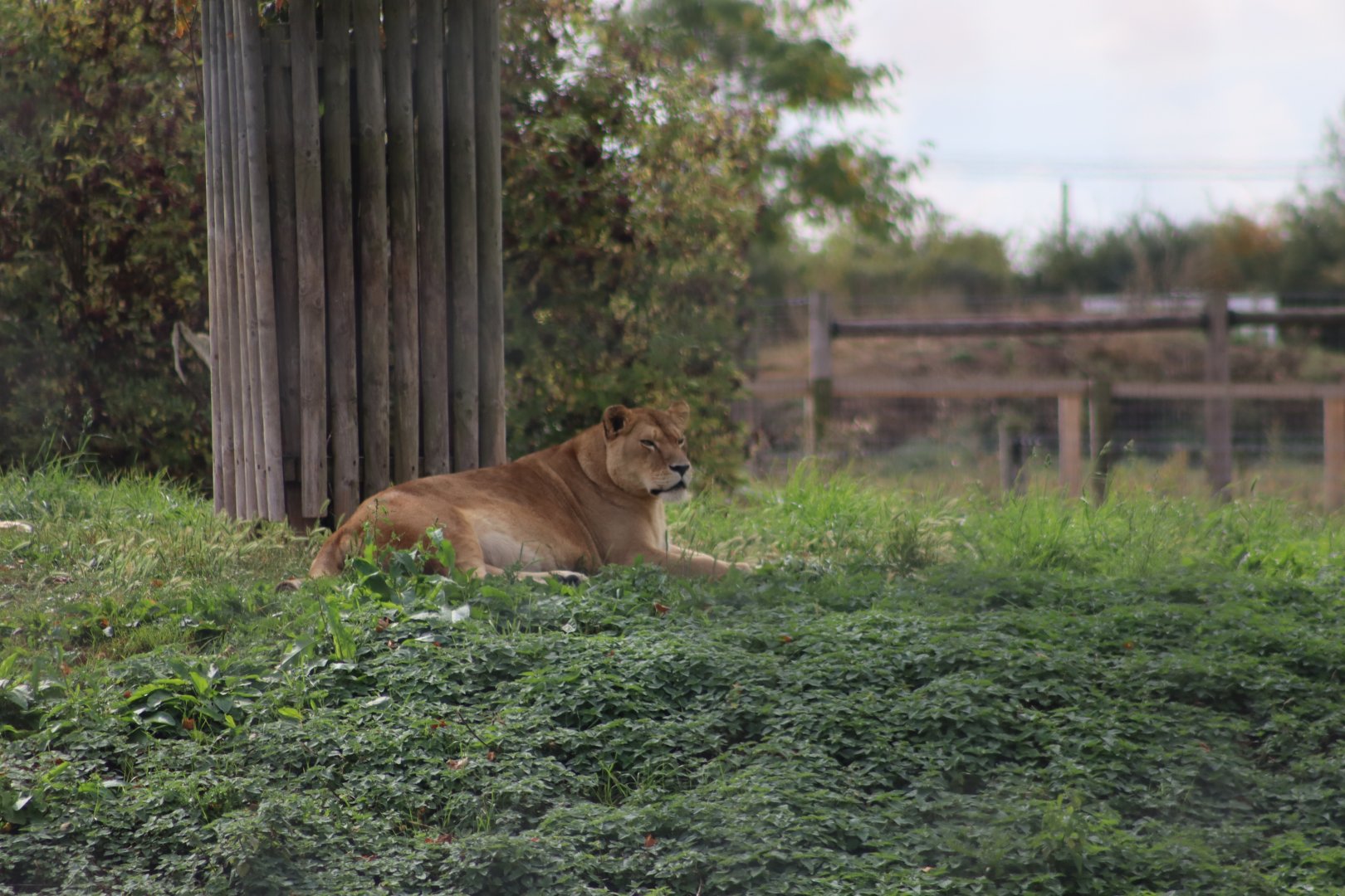 Lion - 10 September 2021