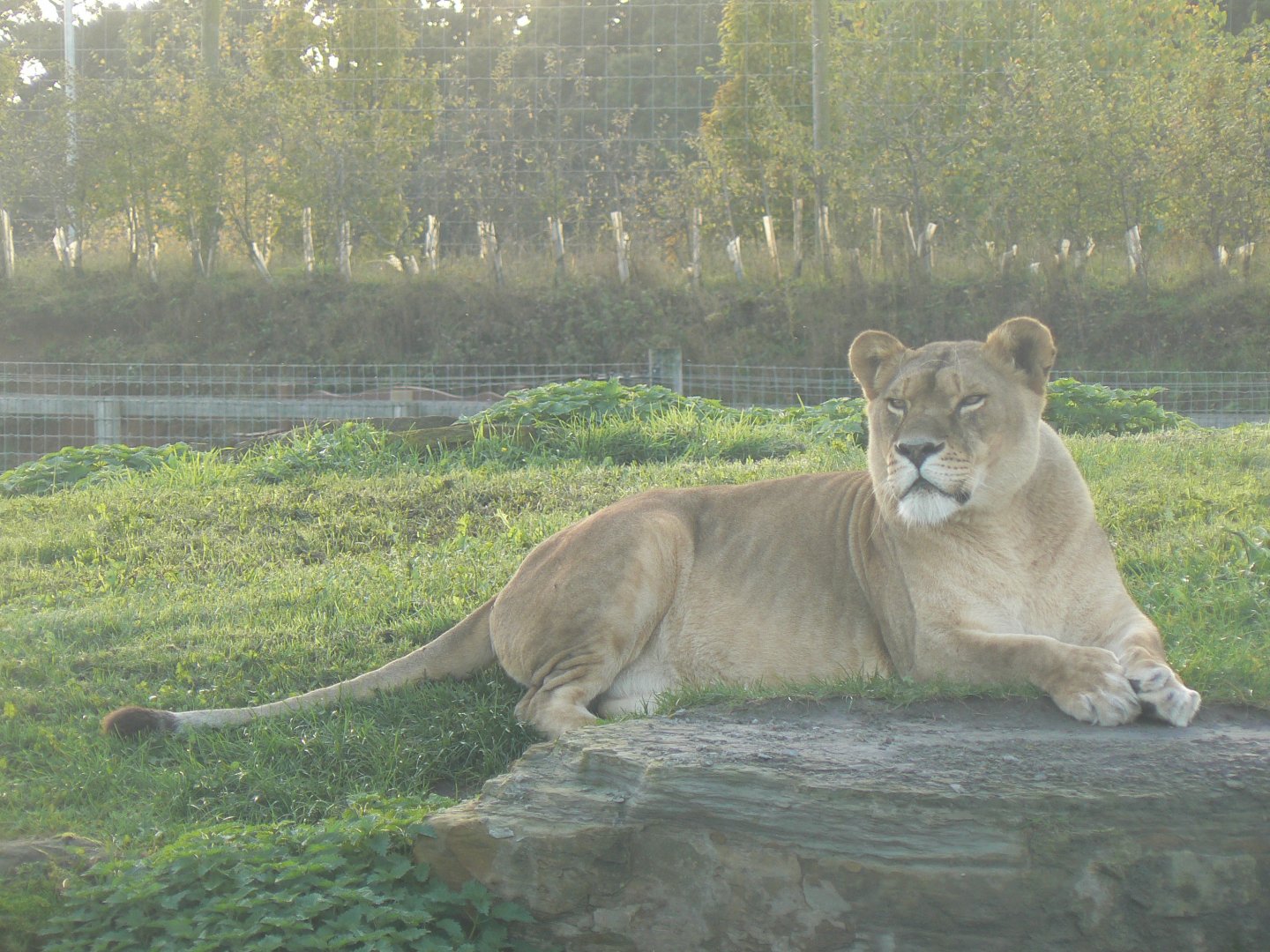 Lion - 16 October 2019