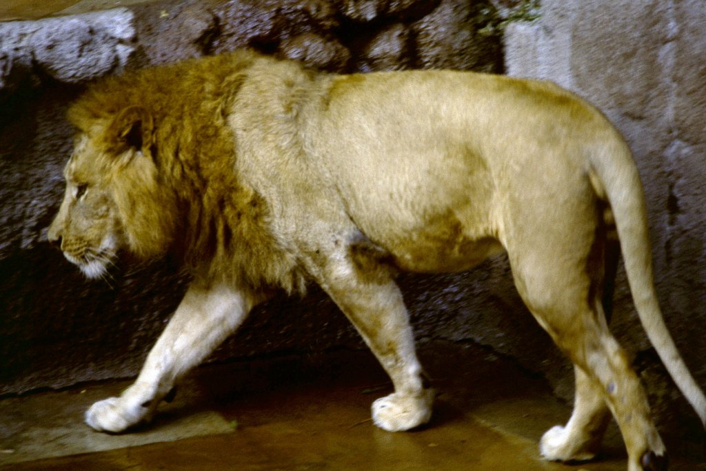 Lion - 1981