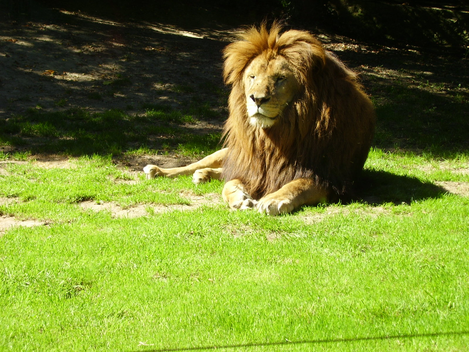 Lion - 2007